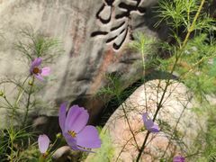 -高尔山公园