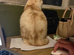 -猫猫幼稚园·撸猫·桌游·电玩