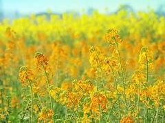 -中国天府农业博览园