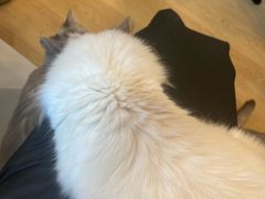 -有喵·猫咖·狗咖·30几只猫10只小狗(岗厦店)