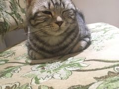-万小咖.猫咖(中山路天虹店)