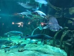 -华夏文旅海洋公园