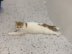 -滚猫咖啡·猫咖·猫友好撸猫(未来城店)
