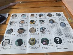 -喵屿·大理花园猫咖