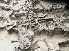 -自贡恐龙博物馆