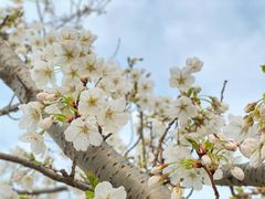 -广富林郊野公园