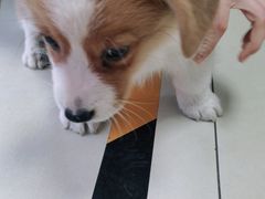 -宠福鑫康馨动物医院·骨科·眼科