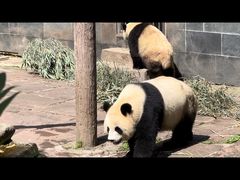 -中国大熊猫保护研究中心雅安碧峰峡基地