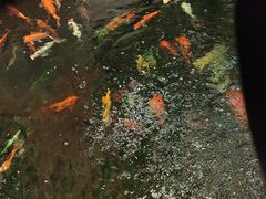 -龙悦湾酒家·八阵鱼生·渔人码头店