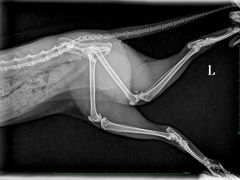 -佳雯宠物医院·皮肤科·内外科(春晓路分院)