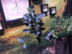 -正佳雨林生态植物园