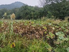 -西湖风景区-江洋畈生态公园