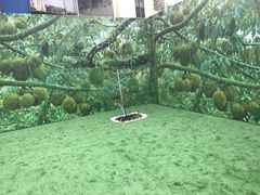 -都念榴莲·城市榴莲