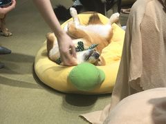 -逗柴咖啡屋·狗咖猫咖宠物桌游
