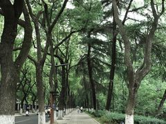 -红梅公园