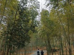 -冶父山国家森林公园
