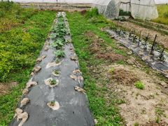 -小鱼草莓采摘园农家乐·小鱼餐厅