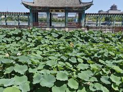 -莲花池公园
