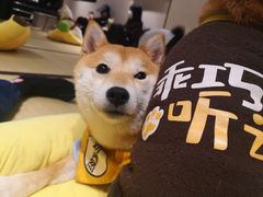 -逗柴咖啡屋·狗咖猫咖宠物桌游