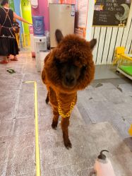 -神奇动物撸宠馆·羊驼·小浣熊·异宠(豫园店)