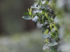 -十八棵（老龙井）御茶园(老龙井店)