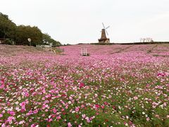 -大塘金香草谷