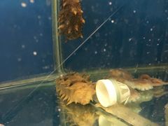 -臻鲜燕海鲜融合餐厅(金陵style店)