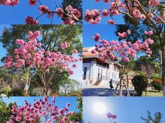 -仙岳公园