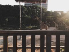 -深圳野生动物园