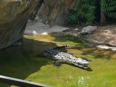 -奥兰多迪士尼动物王国乐园