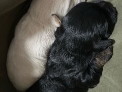 -新辣道鱼火锅(航天万源店)