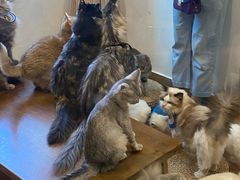 -楼上猫咖(罗湖店)