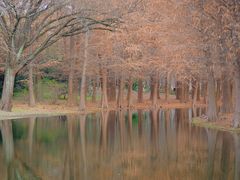 -上海共青森林公园