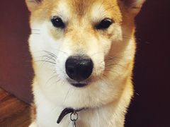 -柴务处·柴犬主题狗咖