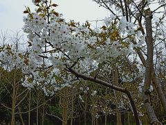 -新江湾城公园