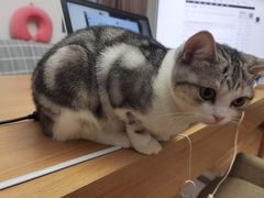-屋虎猫馆(宝安大仟里店)
