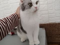 -泰国佛·塔罗·泰牌狐仙古曼