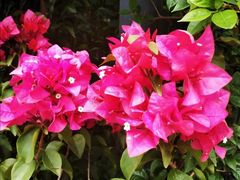 -金科花卉市场