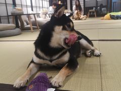 -逗柴咖啡屋·狗咖猫咖宠物桌游