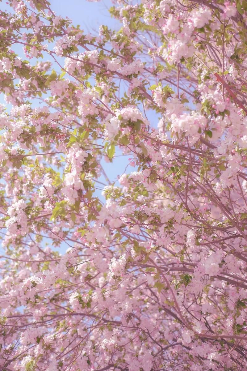 盛开花朵的美景