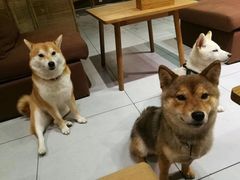 -柴务处·柴犬主题狗咖