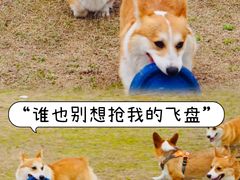 -羊山湖公园