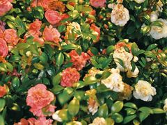 -长沙火车站(地铁站)