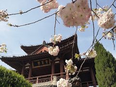 -西安青龙寺遗址景区