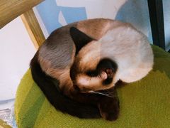 -猫咪咖啡·猫咖(万达广场店)