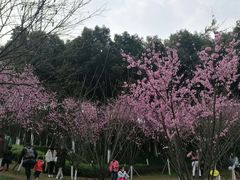 -重庆彩云湖湿地公园