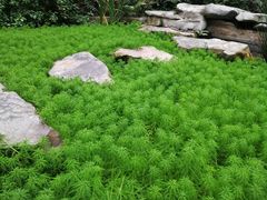 -南山植物园