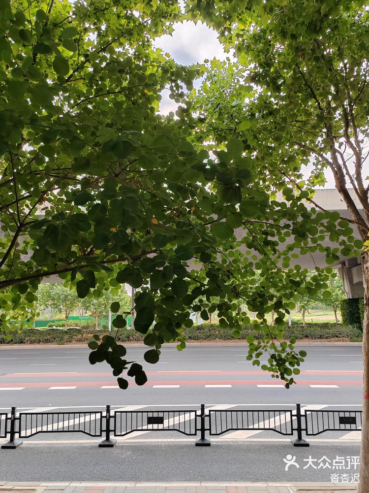 夏天的黄栌叶也这么可爱