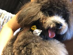 -八公叔叔宠物美容连锁(春申店)