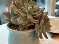 -龟兹KUCINA·新疆菜(前滩L+PLAZA店)